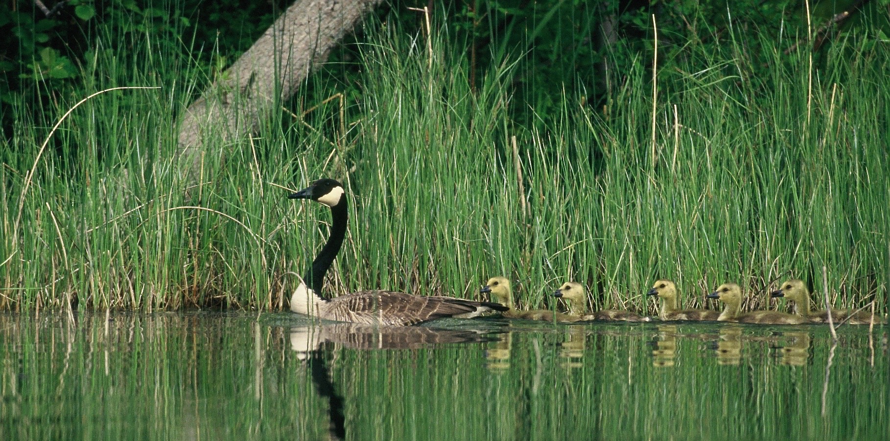 Planning Committee – Springvale Township