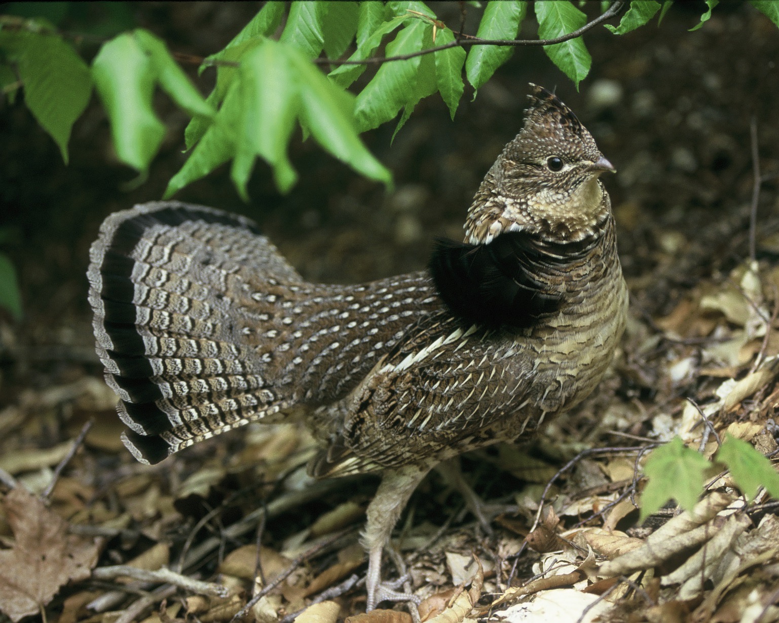 Township Board – Springvale Township