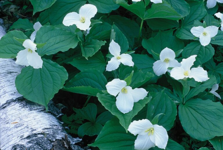 Springvale Township – Emmet County, Michigan